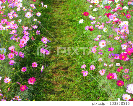 都市農業公園(東京都足立区)のコスモス畑の風景(2025年撮影) 都市農業公園(東京都足立区)のコスモス畑の風景(2025年撮影) 133838516