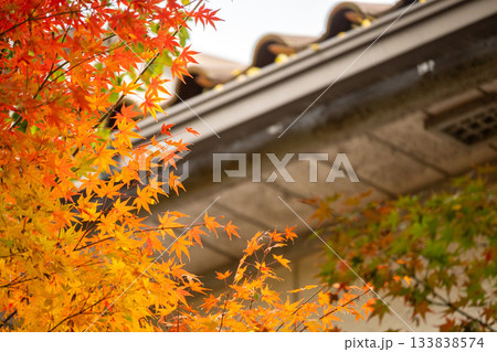 「岡山県」(11月)【紅葉】 紅葉で赤く染まる公園 瓦屋根と紅葉 「岡山県」(11月)【紅葉】 紅葉で赤く染まる公園 瓦屋根と紅葉 133838574