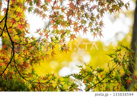 「岡山県」（11月）【紅葉】　紅葉で赤く染まる公園　瓦屋根と紅葉 133838594