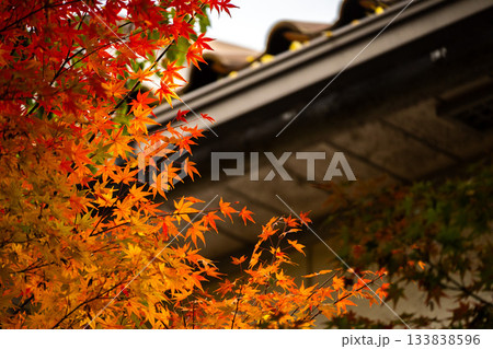 「岡山県」（11月）【紅葉】　紅葉で赤く染まる公園　瓦屋根と紅葉 133838596