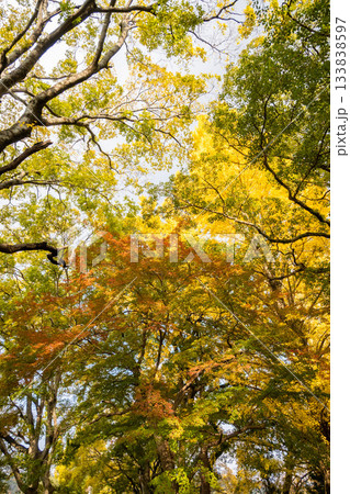 「岡山県」(11月)【紅葉】 紅葉で赤く染まる公園 瓦屋根と紅葉 「岡山県」(11月)【紅葉】 紅葉で赤く染まる公園 瓦屋根と紅葉 133838597