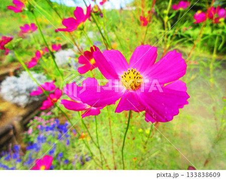 都市農業公園（東京都足立区）のコスモスの風景（2025年撮影） 133838609