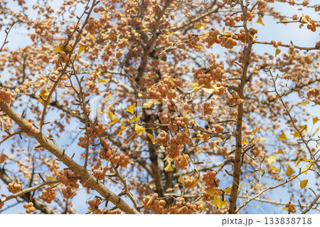 晩秋から初冬にかけて実を結んだギンナンの実 銀杏 晩秋から初冬にかけて実を結んだギンナンの実 銀杏 133838718