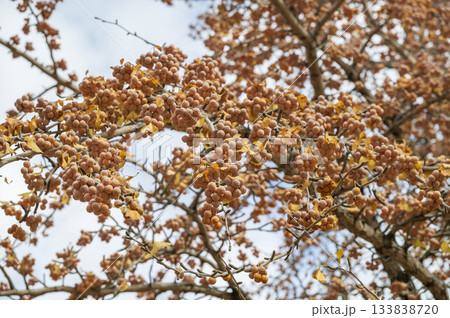 晩秋から初冬にかけて実を結んだギンナンの実　銀杏 133838720
