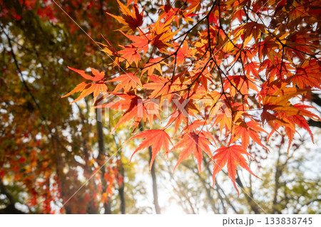 「岡山県」（11月）【紅葉】　紅葉で赤く染まる公園　紅葉狩り 133838745