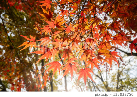 「岡山県」(11月)【紅葉】 紅葉で赤く染まる公園 紅葉狩り 「岡山県」(11月)【紅葉】 紅葉で赤く染まる公園 紅葉狩り 133838750