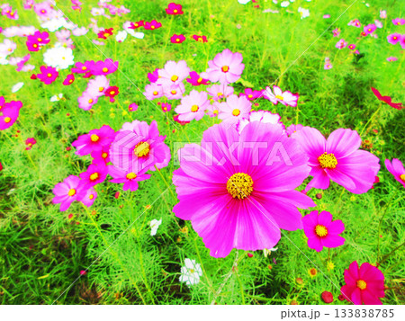 都市農業公園（東京都足立区）のコスモス畑の風景（2025年撮影） 133838785
