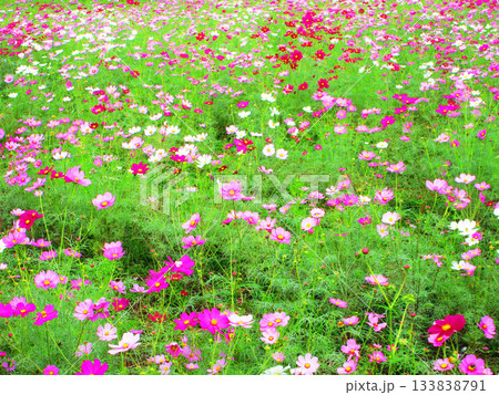都市農業公園(東京都足立区)のコスモス畑の風景(2025年撮影) 都市農業公園(東京都足立区)のコスモス畑の風景(2025年撮影) 133838791