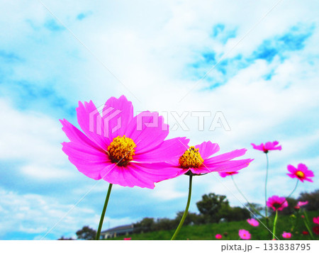 都市農業公園(東京都足立区)のコスモス畑の風景(2025年撮影) 都市農業公園(東京都足立区)のコスモス畑の風景(2025年撮影) 133838795