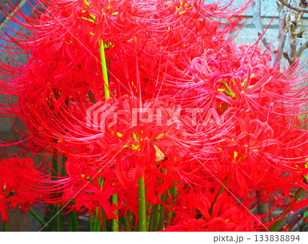 満開の赤いヒガンバナの風景 133838894
