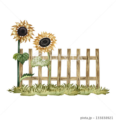 Growing sunflowers near a wooden fence. Watercolor illustration. For design solutions, postcards, labels, and packaging. For banners, posters, and more. Growing sunflowers near a wooden fence. Watercolor illustration. For design solutions, postcards, labels, and packaging. For banners, posters, and more. 133838921