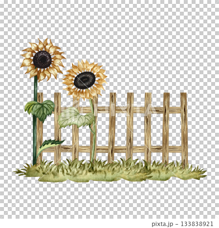 Growing sunflowers near a wooden fence. Watercolor illustration. For design solutions, postcards, labels, and packaging. For banners, posters, and more. 133838921