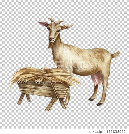 A goat standing in profile eating hay. Hand-drawn watercolor illustration. Perfect for dairy farms or agricultural projects. Also suitable for labels, packaging, banners, and more. 133838922