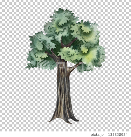 The tree is green. Hand-drawn watercolor illustration. Colorful image of a summer tree. Isolate. Perfect for postcards, banners, flyers, posters, labels, and prints. The tree is green. Hand-drawn watercolor illustration. Colorful image of a summer tree. Isolate. Perfect for postcards, banners, flyers, posters, labels, and prints. 133838924