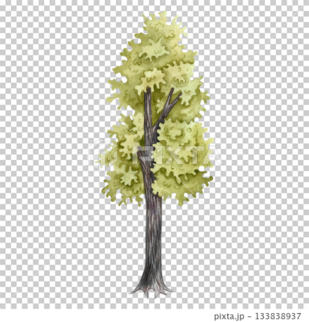 The tree is green. Hand-drawn watercolor illustration. Colorful image of a summer tree. Isolate. Perfect for postcards, banners, flyers, posters, labels, and prints. The tree is green. Hand-drawn watercolor illustration. Colorful image of a summer tree. Isolate. Perfect for postcards, banners, flyers, posters, labels, and prints. 133838937