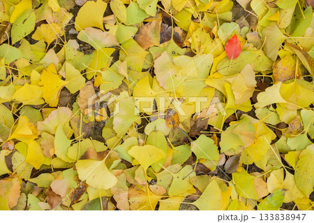 「岡山県」（11月）【紅葉】　紅葉で赤く染まる公園　紅葉狩り 133838947