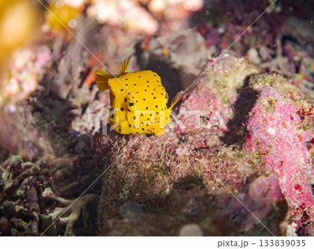可愛いミナミハコフグ。美しいサンゴ礁と熱帯魚の群れ。 安室島沖縄県 島尻郡慶良間諸島座間味島2025 133839035