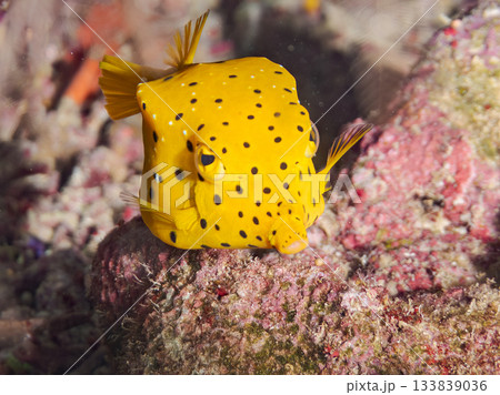 可愛いミナミハコフグ。美しいサンゴ礁と熱帯魚の群れ。 安室島沖縄県 島尻郡慶良間諸島座間味島2025 133839036