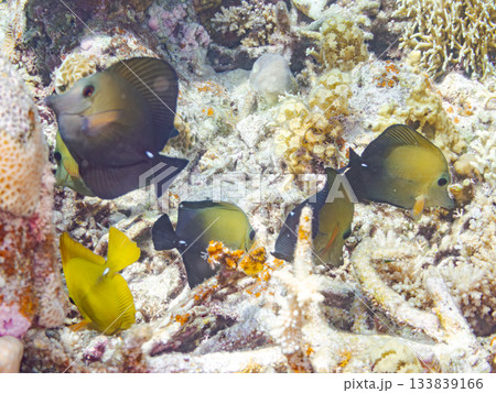 ゴマハギ群れ。美しいサンゴ礁と熱帯魚の群れ。 安室島沖縄県 島尻郡慶良間諸島座間味島-2025 133839166