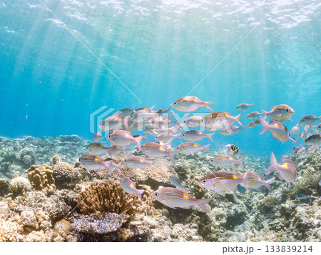 ノコギリダイ群れ。美しいサンゴ礁と熱帯魚の群れ。 安室島沖縄県 島尻郡慶良間諸島座間味島-2025 ノコギリダイ群れ。美しいサンゴ礁と熱帯魚の群れ。 安室島沖縄県 島尻郡慶良間諸島座間味島-2025 133839214