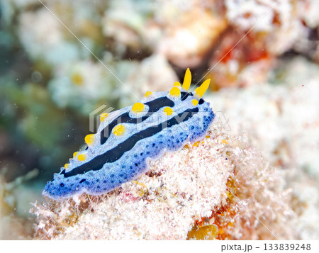 美しいソライロイボウミウシ。美しいサンゴ礁と熱帯魚の群れ。 安室島沖縄県 島尻郡慶良間諸島座間味島 美しいソライロイボウミウシ。美しいサンゴ礁と熱帯魚の群れ。 安室島沖縄県 島尻郡慶良間諸島座間味島 133839248