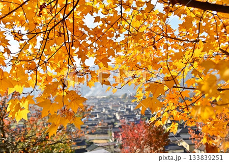 黄葉したイタヤカエデの葉の間から眺める景色 133839251
