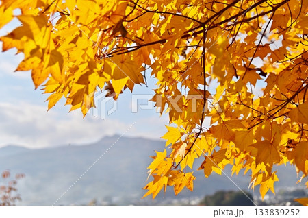 黄葉したイタヤカエデと山並み 黄葉したイタヤカエデと山並み 133839252
