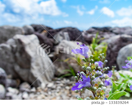 式根島の美しい海岸線の景色 かわいいハマゴウの紫色の花 式根島の美しい海岸線の景色 かわいいハマゴウの紫色の花 133839264