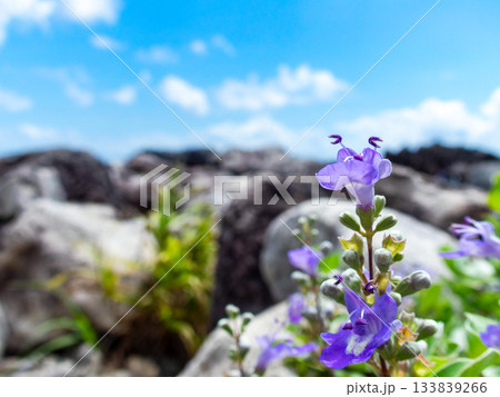 式根島の美しい海岸線の景色 かわいいハマゴウの紫色の花 式根島の美しい海岸線の景色 かわいいハマゴウの紫色の花 133839266