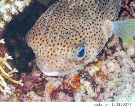 美しいネズミフグ。美しいサンゴ礁と熱帯魚の群れ。 安室島沖縄県 島尻郡慶良間諸島座間味島-2025 133839277