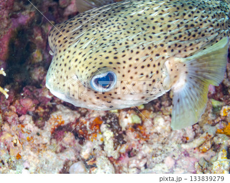 美しいネズミフグ。美しいサンゴ礁と熱帯魚の群れ。 安室島沖縄県 島尻郡慶良間諸島座間味島-2025 133839279