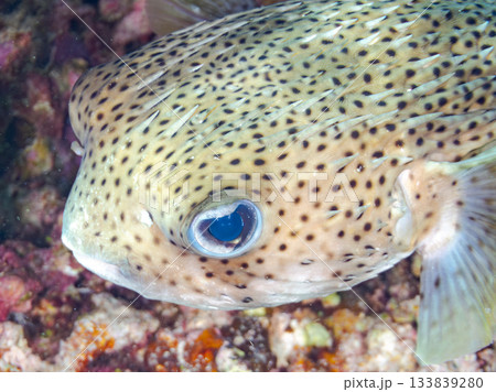 美しいネズミフグ。美しいサンゴ礁と熱帯魚の群れ。 安室島沖縄県 島尻郡慶良間諸島座間味島-2025 美しいネズミフグ。美しいサンゴ礁と熱帯魚の群れ。 安室島沖縄県 島尻郡慶良間諸島座間味島-2025 133839280