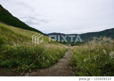 仙石原すすき草原（曇り） 133839314