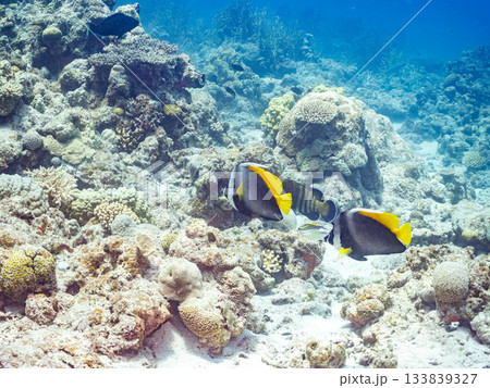 美しいシマハタタテダイ他。美しいサンゴ礁と熱帯魚の群れ。 安室島沖縄県 島尻郡慶良間諸島座間味島 133839327