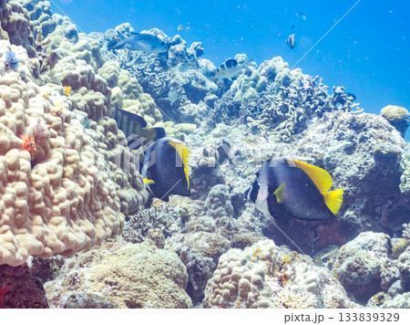 美しいシマハタタテダイ他。美しいサンゴ礁と熱帯魚の群れ。 安室島沖縄県 島尻郡慶良間諸島座間味島 美しいシマハタタテダイ他。美しいサンゴ礁と熱帯魚の群れ。 安室島沖縄県 島尻郡慶良間諸島座間味島 133839329