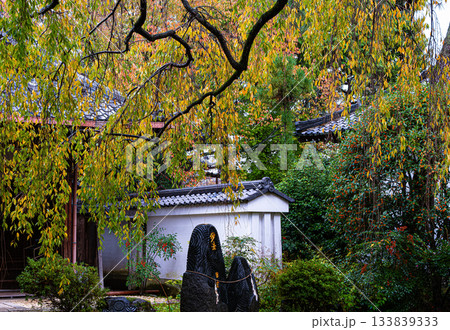 京都、本満寺の妙法石避 京都、本満寺の妙法石避 133839333