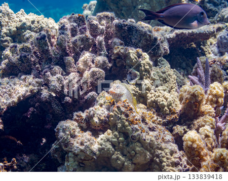 美しいセダカギンポ。美しいサンゴ礁と熱帯魚の群れ。 安室島沖縄県 島尻郡慶良間諸島座間味島-2025 133839418