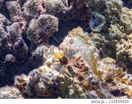 美しいセダカギンポ。美しいサンゴ礁と熱帯魚の群れ。 安室島沖縄県 島尻郡慶良間諸島座間味島-2025 133839420