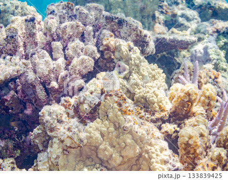 美しいセダカギンポ。美しいサンゴ礁と熱帯魚の群れ。 安室島沖縄県 島尻郡慶良間諸島座間味島-2025 133839425
