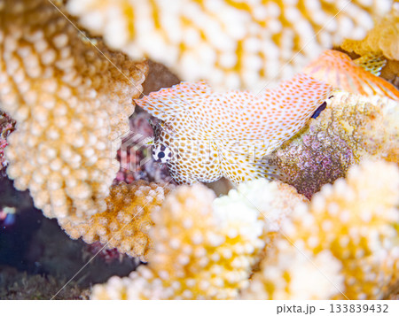 美しいセダカギンポ。美しいサンゴ礁と熱帯魚の群れ。 安室島沖縄県 島尻郡慶良間諸島座間味島-2025 133839432