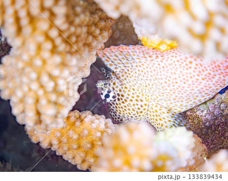美しいセダカギンポ。美しいサンゴ礁と熱帯魚の群れ。 安室島沖縄県 島尻郡慶良間諸島座間味島-2025 133839434