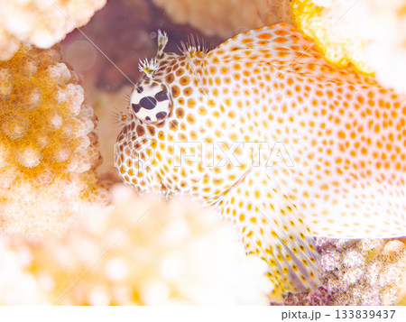 美しいセダカギンポ。美しいサンゴ礁と熱帯魚の群れ。 安室島沖縄県 島尻郡慶良間諸島座間味島-2025 133839437