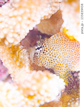 美しいセダカギンポ。美しいサンゴ礁と熱帯魚の群れ。 安室島沖縄県 島尻郡慶良間諸島座間味島-2025 133839438