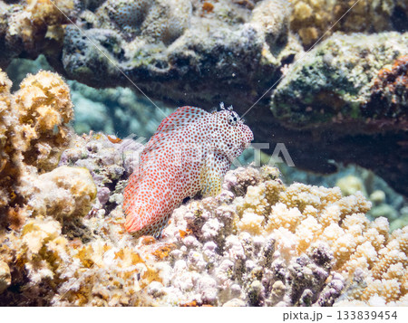 美しいセダカギンポ。美しいサンゴ礁と熱帯魚の群れ。 安室島沖縄県 島尻郡慶良間諸島座間味島-2025 133839454