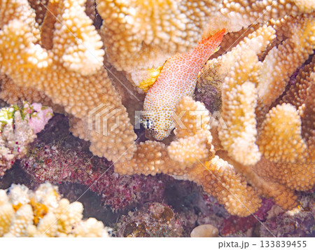 美しいセダカギンポ。美しいサンゴ礁と熱帯魚の群れ。 安室島沖縄県 島尻郡慶良間諸島座間味島-2025 133839455