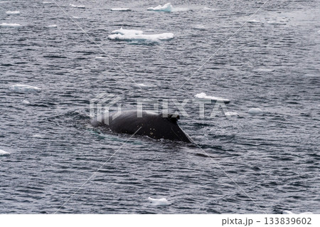 Detail of a humpback dorsal fin and blow hole 133839602