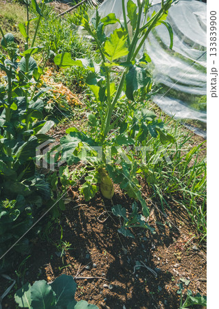 ダイコンのとう立ち ダイコンのとう立ち 133839900