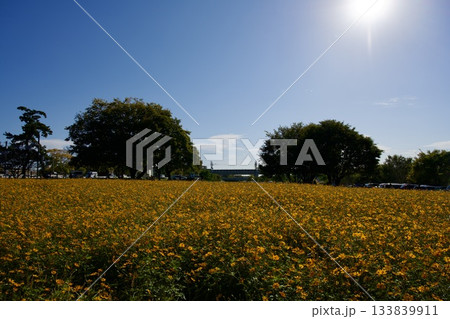 あまがさき武庫川コスモス園（2025年, 兵庫県尼崎市） 133839911