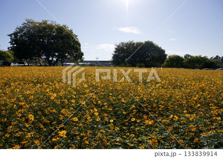 あまがさき武庫川コスモス園（2025年, 兵庫県尼崎市） 133839914