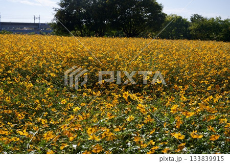 あまがさき武庫川コスモス園（2025年, 兵庫県尼崎市） 133839915